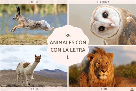 Animales que empiezan por L 